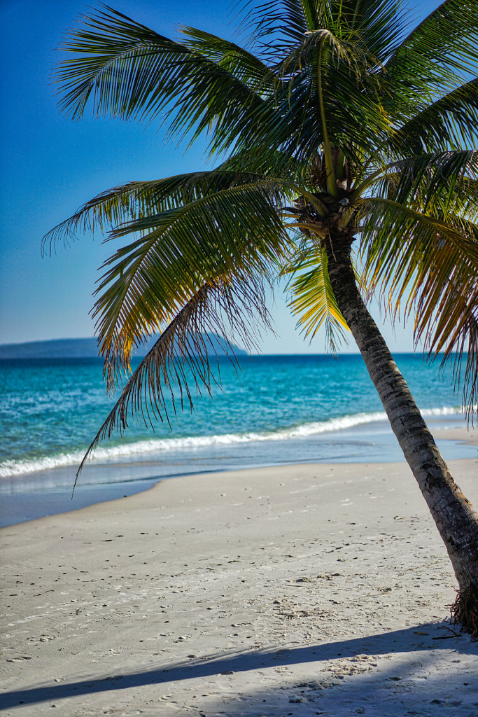 Palm Tree on 4K Beach
